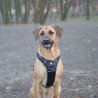 Peitoral para cães Truelove Forest - TLH5551