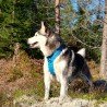 Peitoral para cães Truelove Forest - TLH5551