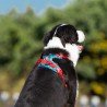 Peitoral para cães Truelove Country + Edição Limitada - TLH5653