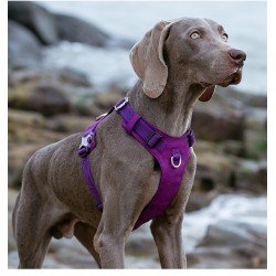 Peitoral para cães Truelove Colorado - TLH6281