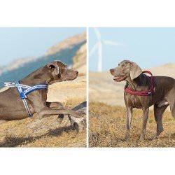 Truelove Alaska + Peitoral para cães - TLH58121