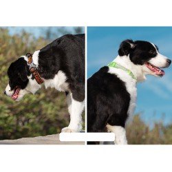 Coleira Truelove Flux + para cães - TLC5272