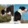 Coleira Truelove Flux + para cães - TLC5272