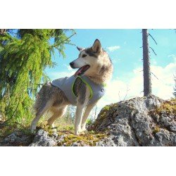 Jaqueta Truelove Summer Sun para cães - TLG2511