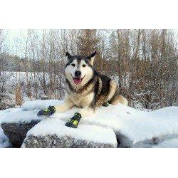 Botas Truelove para cães com aderência - TLS3961