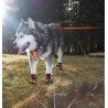 Botas para cães Truelove - TLS4861