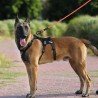 Peitoral para cães Truelove Manley - TLH7011