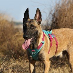 Peitoral para cães Truelove Manley - TLH7011