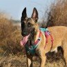 Peitoral para cães Truelove Manley - TLH7011